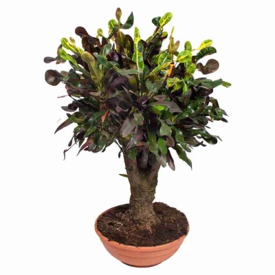 Кодиеум Мамми бонсай