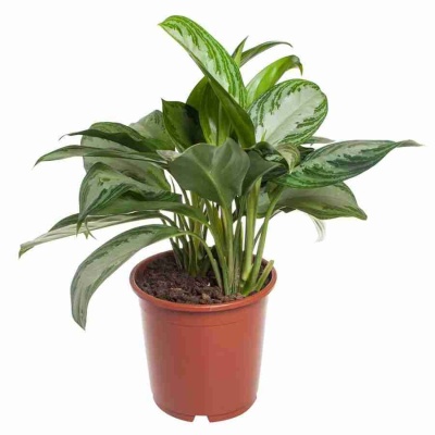 Аглаонема Сильвер Бей