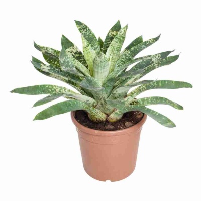 Вриезия  Нова 