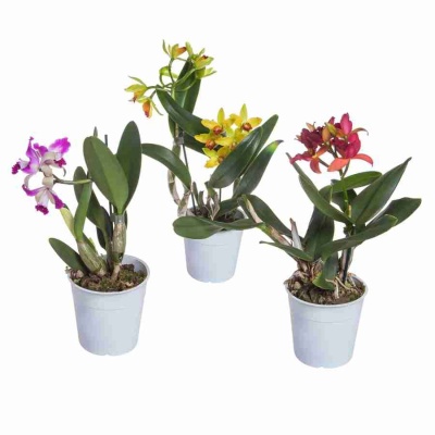 Каттлея  2 ст