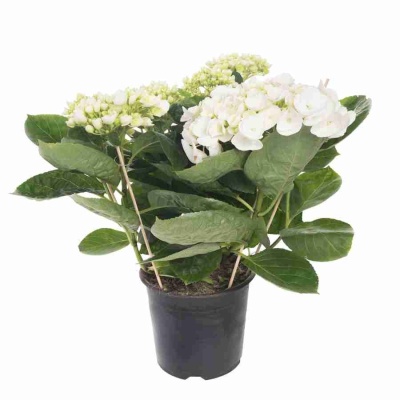 Гортензия Sister Theresa