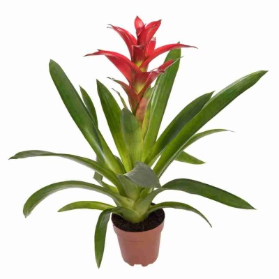 Гузмания Калипсо