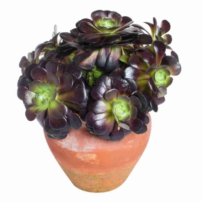 Эониум Велюр в кувшине