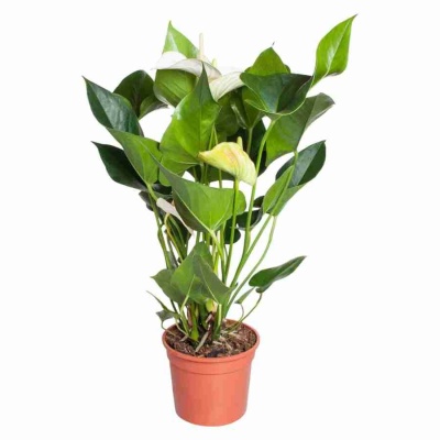 Антуриум андрианум белый