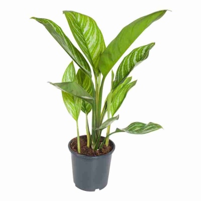 Аглаонема Гринлайт