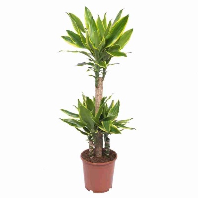 Драцена фрагранс Голден Кост карусель 