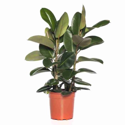 Фикус каучуконосный (эластика) Робуста 3 ст