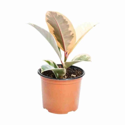 Фикус каучуконосный (эластика) Тинеке