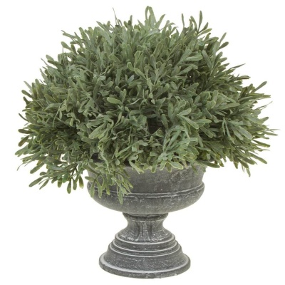 Самшит в кашпо