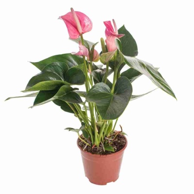 Антуриум андрианум Пинк Фивер