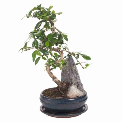 Бонсай Кармона