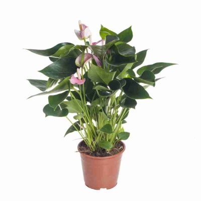 Антуриум андрианум Свит харт