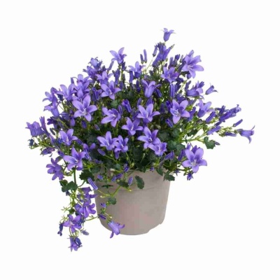 Кампанула Амбелла пурпурная