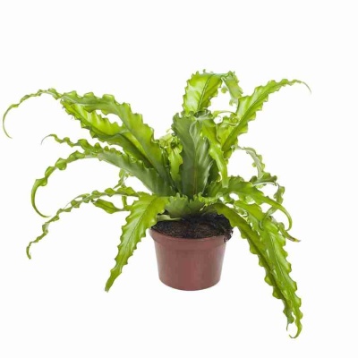 Асплениум Антикум Осака