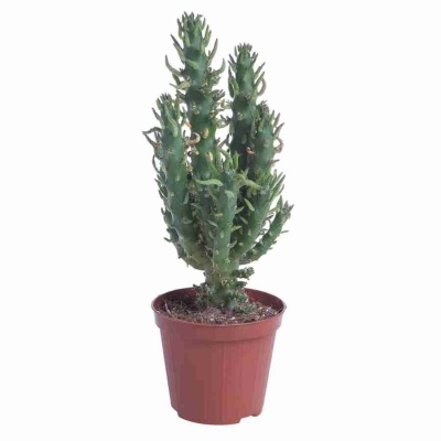 Опунция субулата