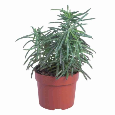 Каланхоэ трубкоцветное