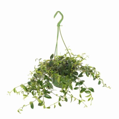 Эсхинантус Прекрасный