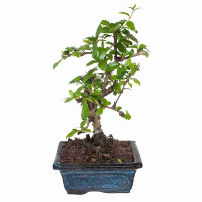 Бонсай фикус циатистипула