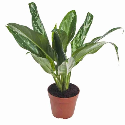 Аглаонема Грин Леди