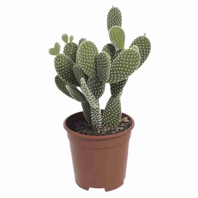 Опунция мелковолосистая