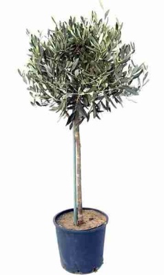 Оливковое дерево 