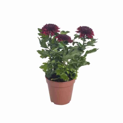 Хризантема зембла красная