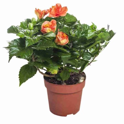 Гибискус Мадрид