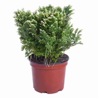 Селагинелла мартенси Марион