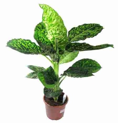 Диффенбахия Рефлектор