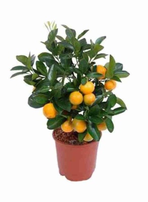 Апельсиновое дерево