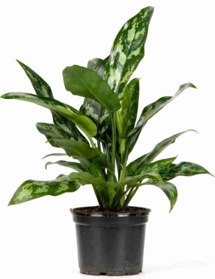 Аглаонема Мария