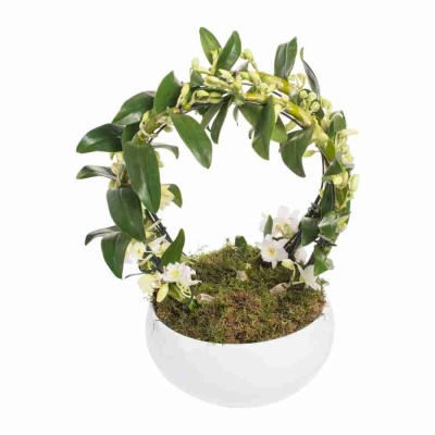 Дендробиум нобиле Белый двойной обод