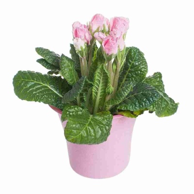 Примула акаулис Примасан