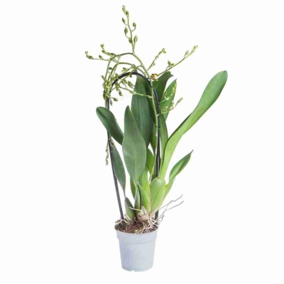 Колманара Тропик Джангл каскад 2 ст