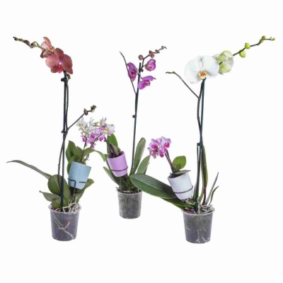 Фаленопсис Микс два размера