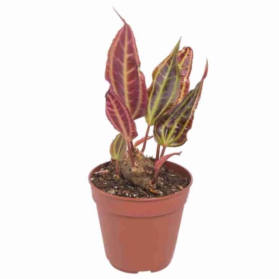 Монолена примулоцветная