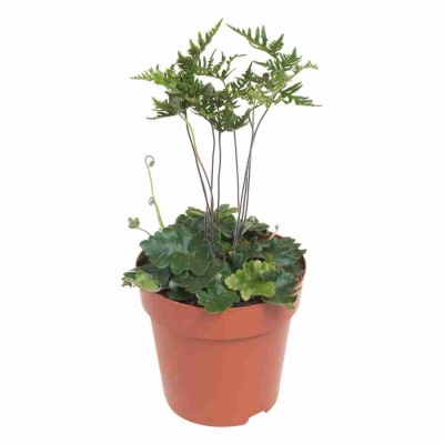 Дориоптерис Кордата