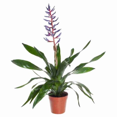 Эхмея Блю Райн