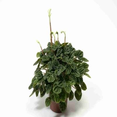 Пеперомия Лилиан