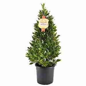 Лавровое дерево пирамида