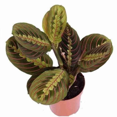 Маранта Фасцинатор Триколор