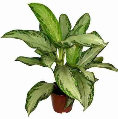 Аглаонема Клеопатра