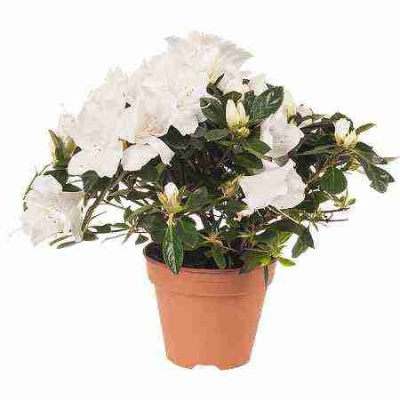 Азалия индика белая