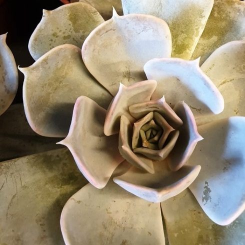 Эхеверия Криспата