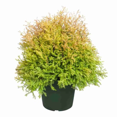 Можжевельник обыкновенный Голд Кон