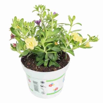 Калибрахоа Еллоу