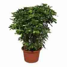 Шеффлера Компакта разветвленная