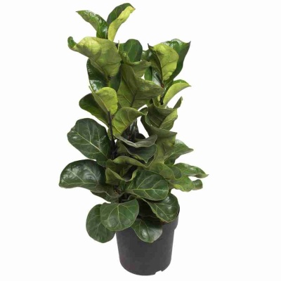 Фикус лировидный (лирата) Бамбино 3 ст