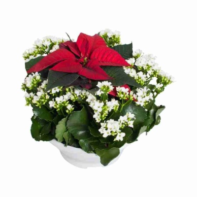 Пуансеттия Красная