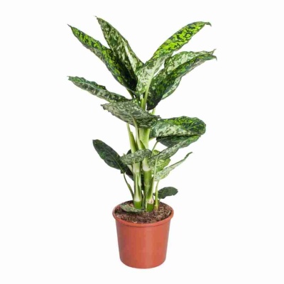 Диффенбахия Рефлектор